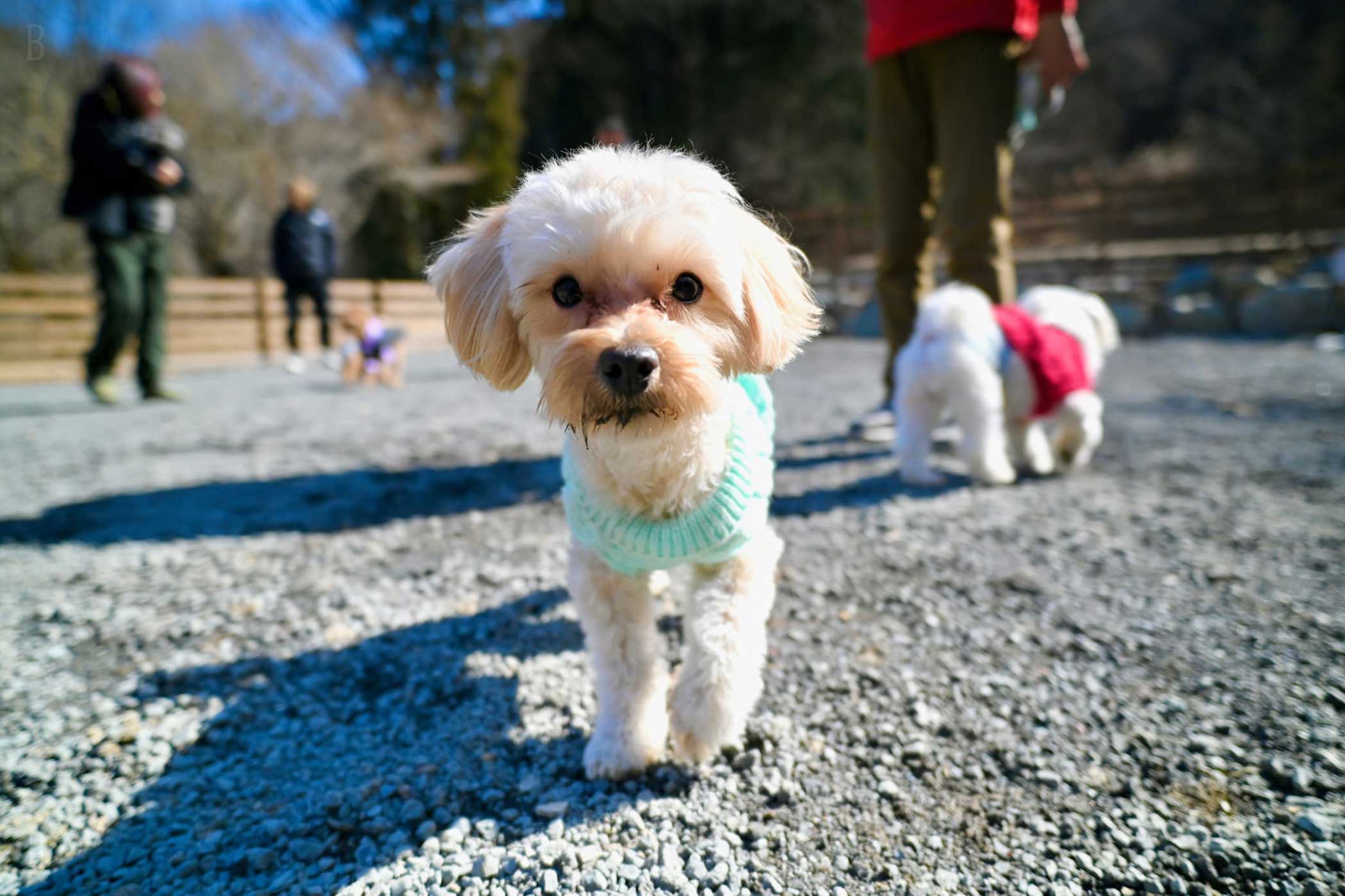 リバーサイドキャンプリゾート秩父定峰清流キャンプ場